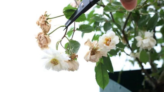 陽臺種植藤本月季花柱，從零開始打造實(shí)錄
