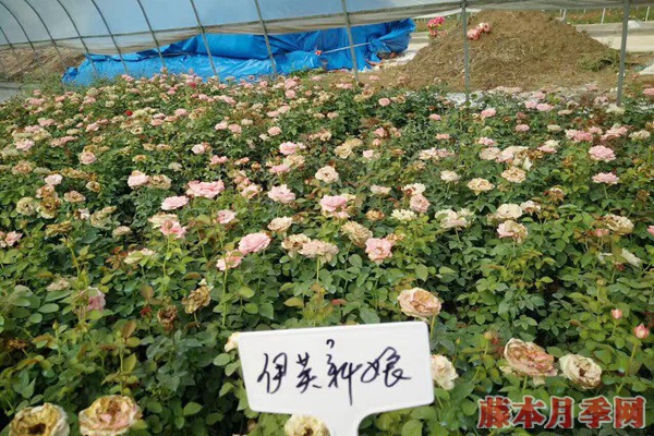 目前市場上月季苗價格多少錢一棵