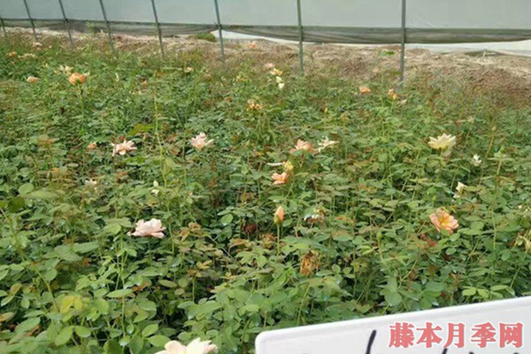 目前市場上月季苗價格多少錢一棵