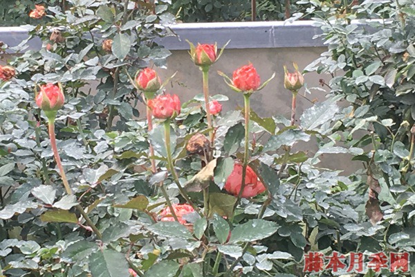 目前市場上月季苗價格多少錢一棵