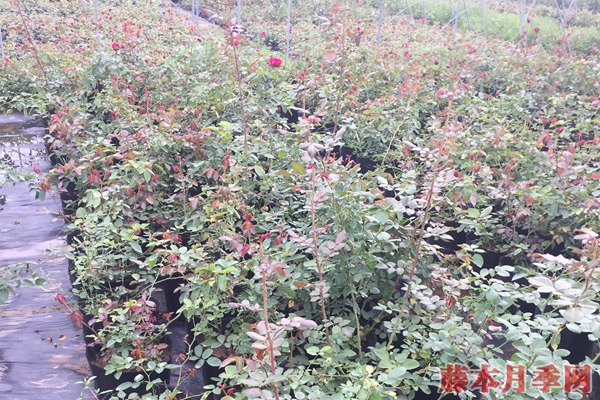 月季小苗價(jià)格是多少，批發(fā)零售大有區(qū)別