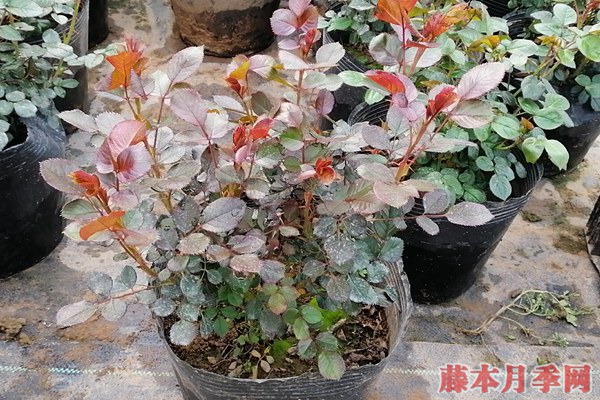 月季小苗價(jià)格是多少，批發(fā)零售大有區(qū)別