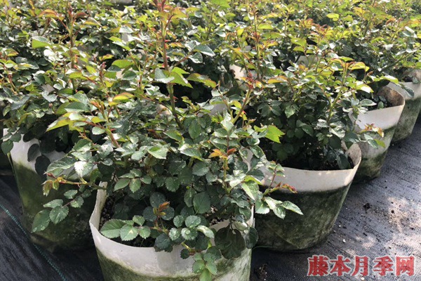 月季小苗價(jià)格是多少，批發(fā)零售大有區(qū)別