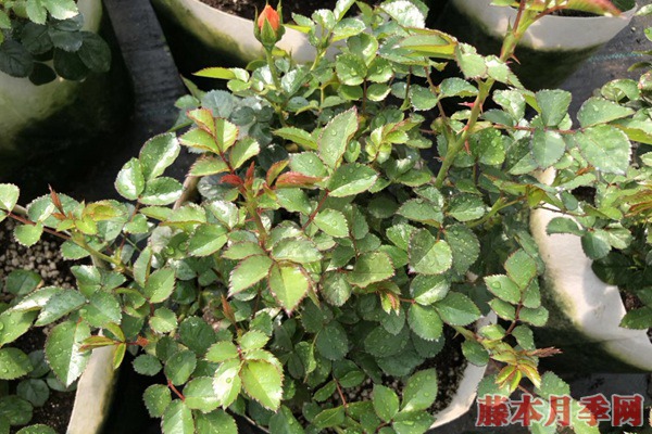 月季小苗價(jià)格是多少，批發(fā)零售大有區(qū)別