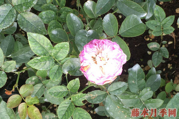 月季小苗價(jià)格是多少，批發(fā)零售大有區(qū)別