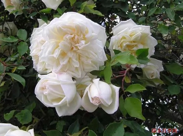 月季花常見的四種香氣，你了解幾個(gè)？