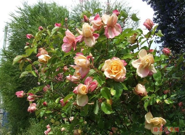 月季花常見的四種香氣，你了解幾個(gè)？