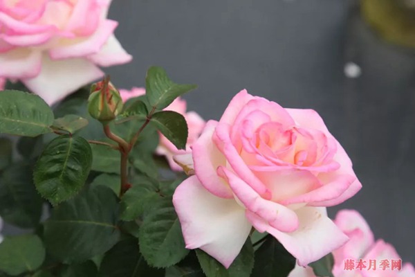 月季花常見的四種香氣，你了解幾個(gè)？