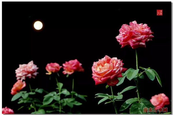 月季花常見的四種香氣，你了解幾個(gè)？