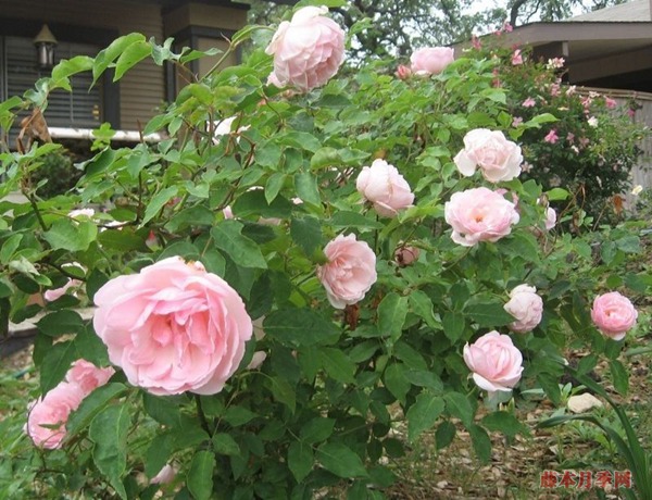 月季花常見的四種香氣，你了解幾個(gè)？
