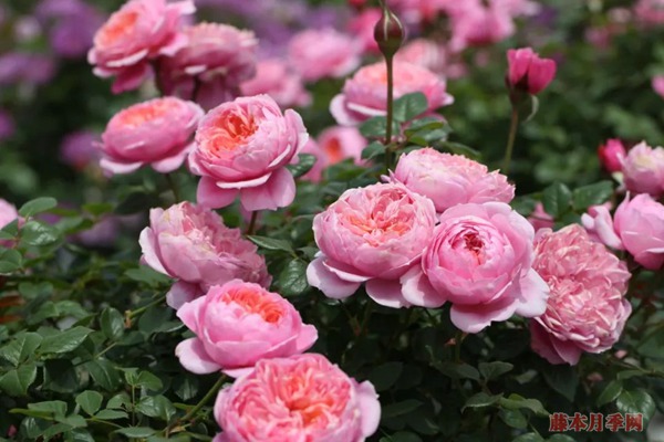 月季花常見的四種香氣，你了解幾個(gè)？