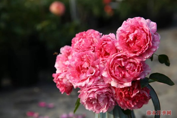 月季花常見的四種香氣，你了解幾個(gè)？
