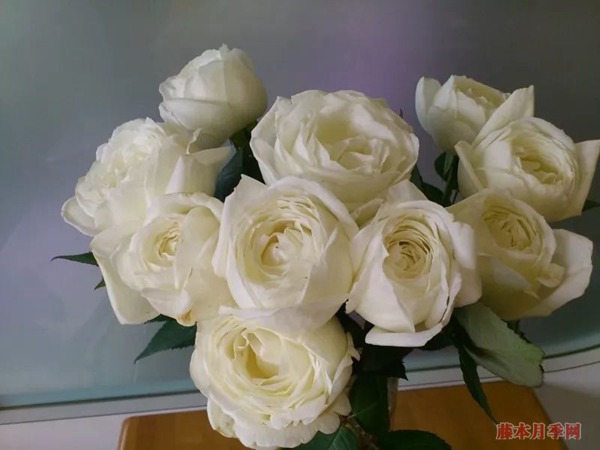 月季花常見的四種香氣，你了解幾個(gè)？