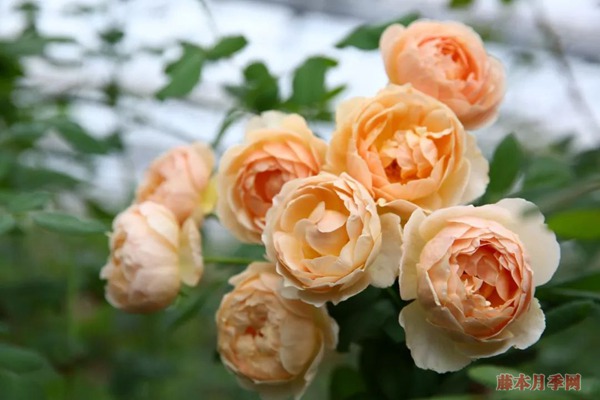 月季花常見的四種香氣，你了解幾個(gè)？