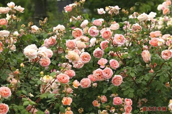 月季花常見的四種香氣，你了解幾個(gè)？