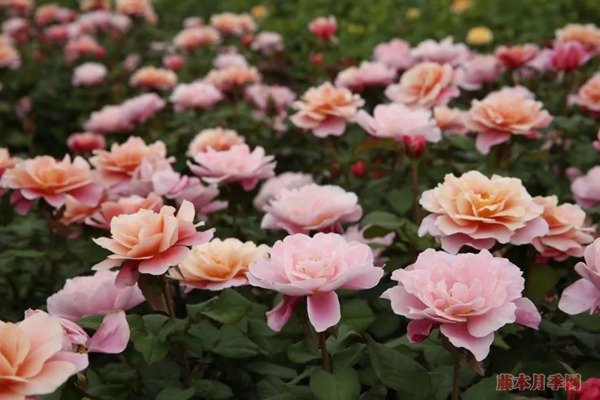 月季花常見的四種香氣，你了解幾個(gè)？