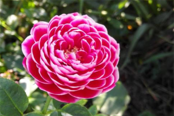 適合陽(yáng)臺(tái)種植，耐陰月季有哪些？