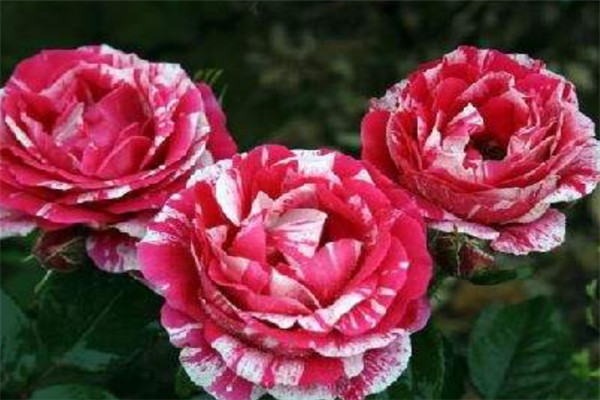 節(jié)日禮花