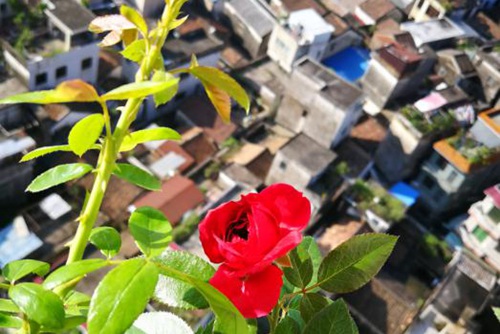 廣東陽(yáng)臺(tái)上的玫瑰國(guó)度的天使