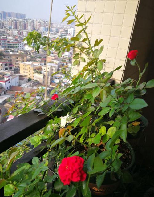 廣東陽(yáng)臺(tái)上的玫瑰國(guó)度的天使