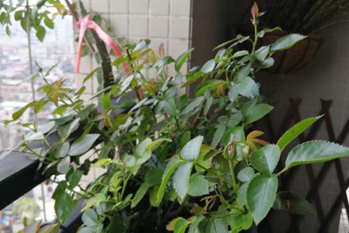 廣東陽(yáng)臺(tái)上的玫瑰國(guó)度的天使
