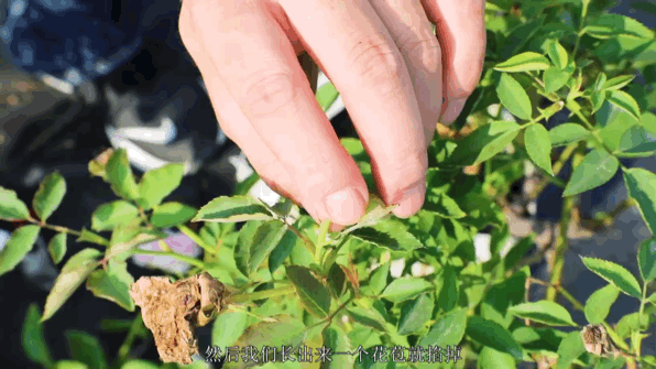 月季弱苗怎么扶壯?學(xué)好這四招! 月季弱苗怎么扶壯?學(xué)好這四招!