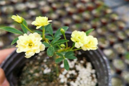 黃木香幾年可以開(kāi)花，黃木香怎樣才能多開(kāi)花呢(圖文)