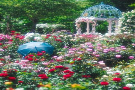 日本京成玫瑰園，擁有近1500個(gè)品種的月季基地