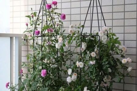 陽(yáng)臺(tái)種植藤本月季花柱，從零開(kāi)始打造實(shí)錄