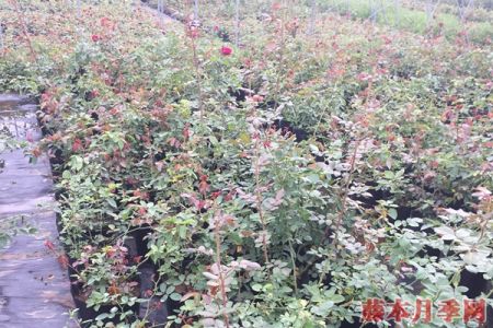 月季小苗價(jià)格是多少，批發(fā)零售大有區(qū)別