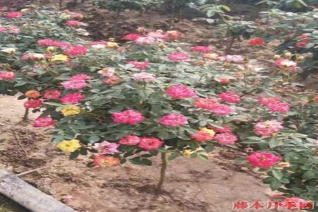 嬌艷美麗的月季花樹(shù)價(jià)格是多少？
