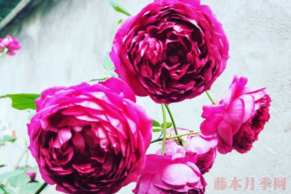 盆栽月季過冬要提早做好準備