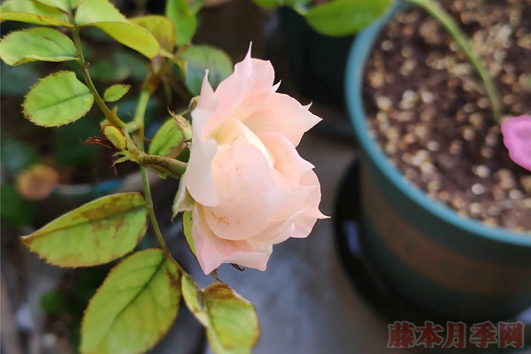 盆栽月季過冬要提早做好準備