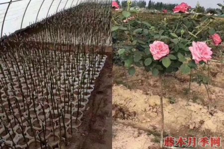 樹狀月季多少錢一棵？ 樹狀月季最新價(jià)格