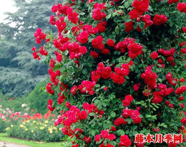 月季冬剪在什么時候