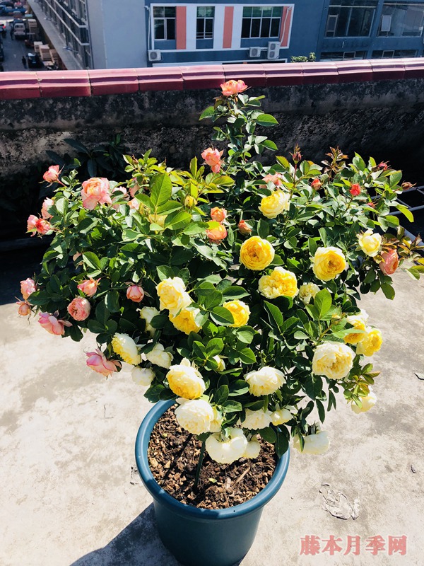 不同花色的月季可以栽到同一個花盆里嗎？