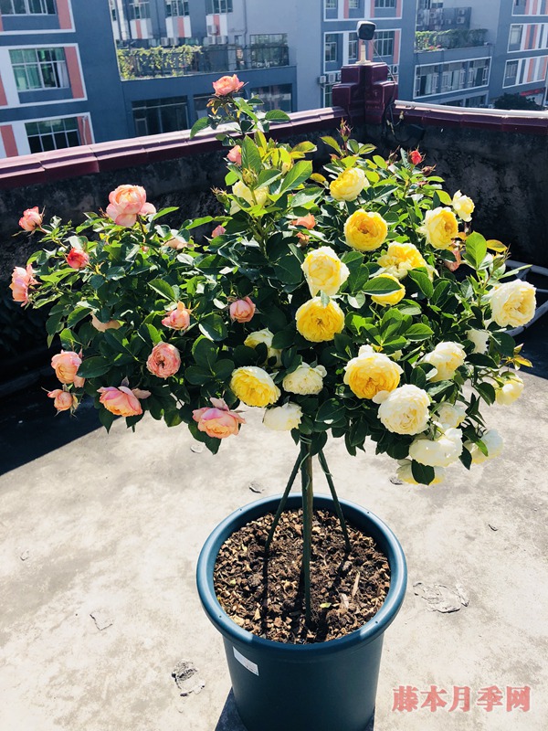 不同花色的月季可以栽到同一個花盆里嗎？