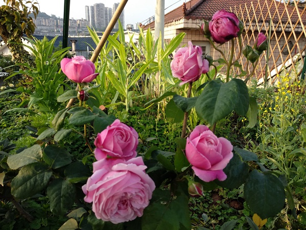 想要買月季花樹苗，這些知識要了解！