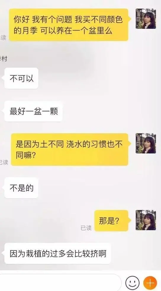 不同花色的月季可以栽到同一個花盆里嗎？
