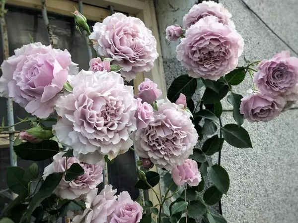 蜻蜓Libellula 蜻蜓Libellula