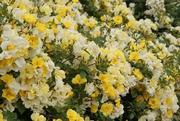 檸檬酒Lemoncello 檸檬酒Lemoncello