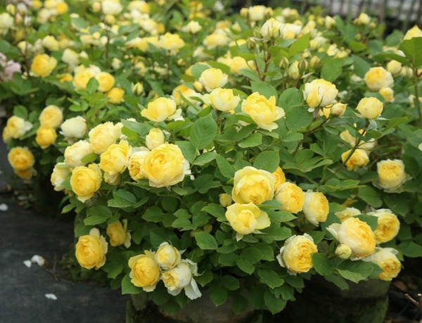金絲雀Canary Rich 金絲雀Canary Rich
