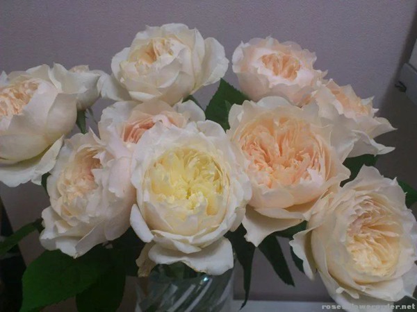 白桃凍糕White Peach Sorbet 白桃凍糕White Peach Sorbet