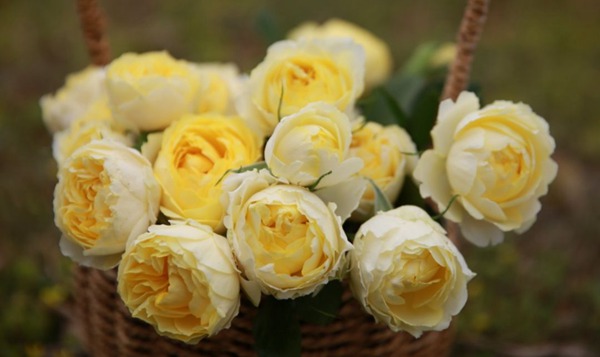 金絲雀Canary Rich 金絲雀Canary Rich