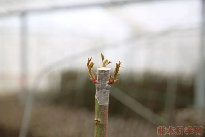 月季嫁接苗好來還是扦插苗好？