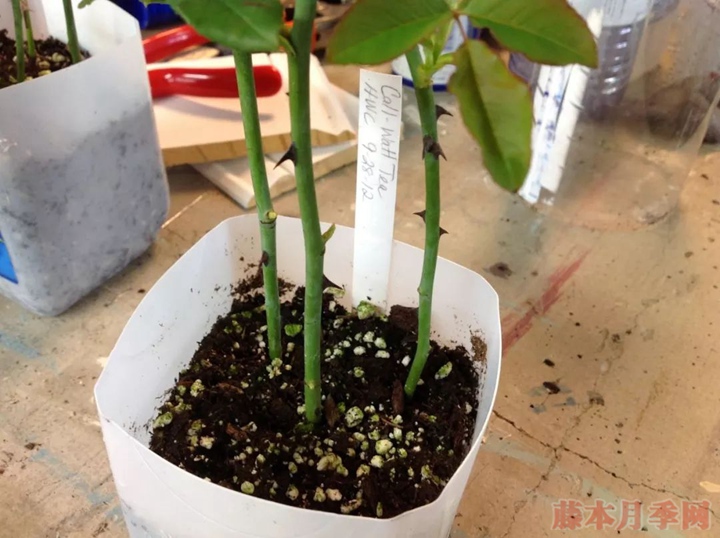 月季嫁接苗好來還是扦插苗好？