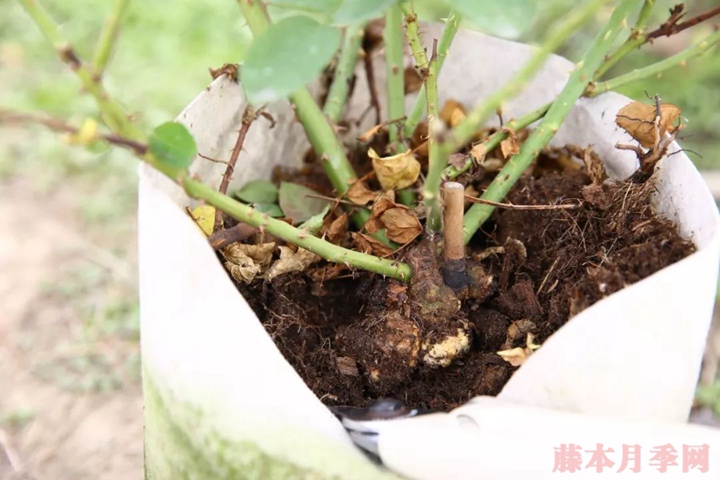月季移栽要不要洗根，要不要蘸生根粉？