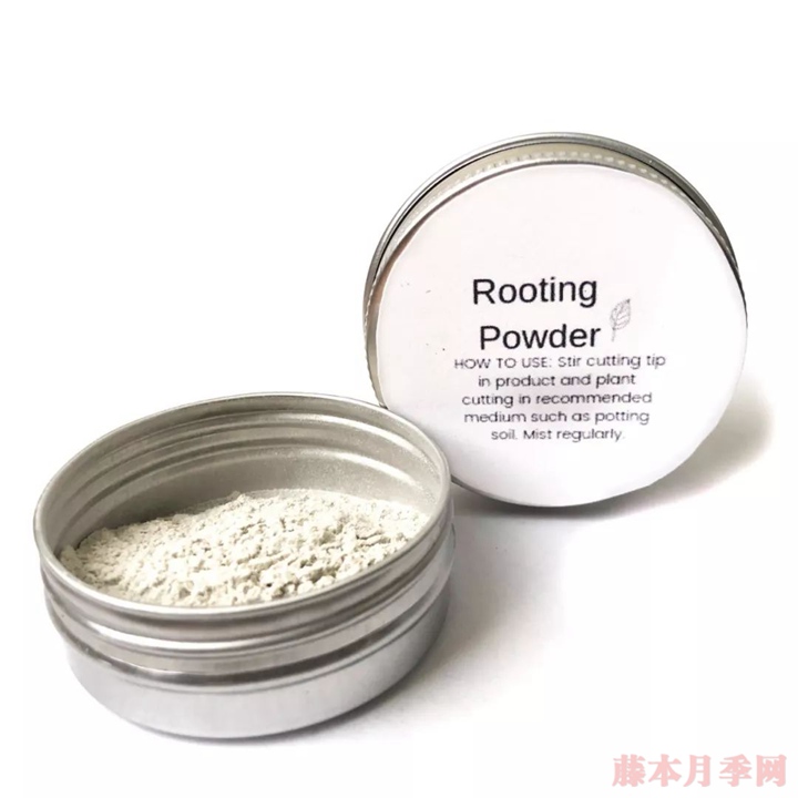 月季移栽要不要洗根，要不要蘸生根粉？