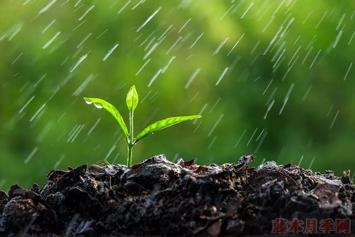 淘米水、茶葉水、牛奶可以用來(lái)澆花嗎？