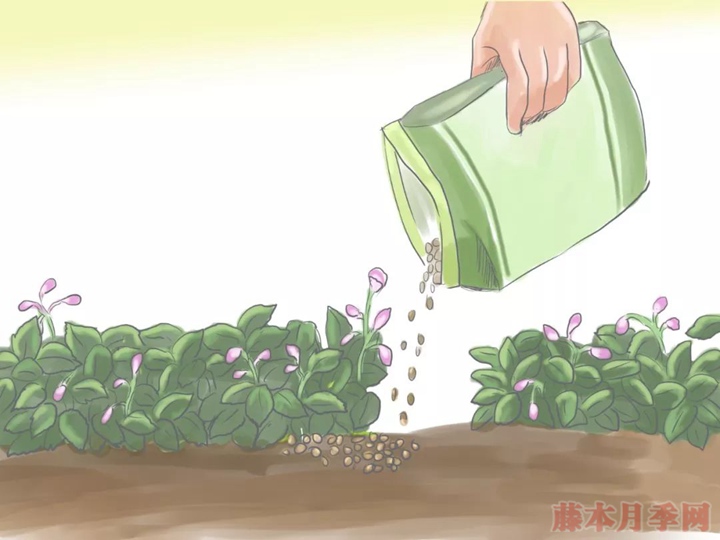 月季花期可以施肥嗎？